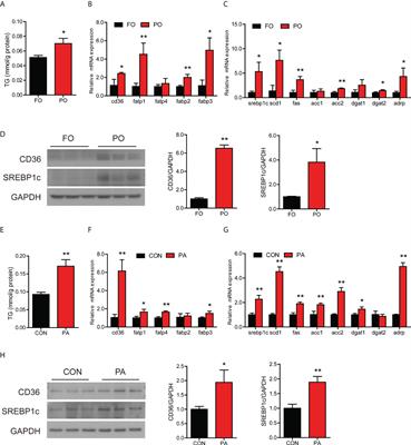 Palmitic acid induces intestinal lipid metabolism disorder, endoplasmic reticulum stress and inflammation by affecting phosphatidylethanolamine content in large yellow croaker Larimichthys crocea